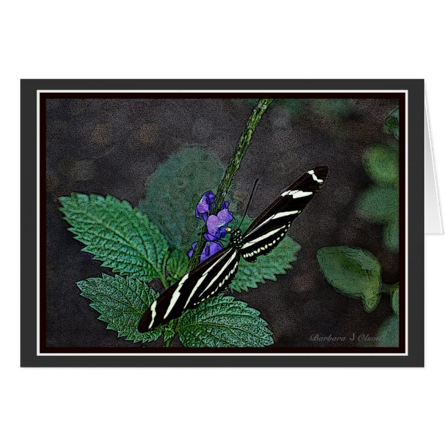 Long Wing Zebra Butterfly (Voorkant Horizontaal)