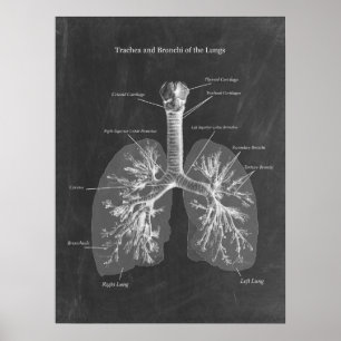Longanatomie Trachea en Bronchi Poster