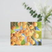 Longanvruchten Briefkaart (Staand voorkant)