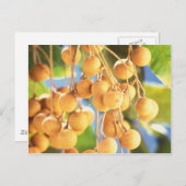 Longanvruchten Briefkaart (Voorkant / Achterkant)