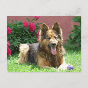 Longhair German Shepherd Briefkaart