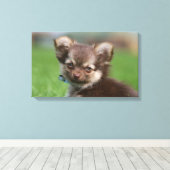Longhaire Chihuahua Puppy die naar camera kijkt Canvas Afdruk (Insitu (Houten vloer))