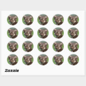 Longhaire Chihuahua Puppy die naar camera kijkt Ronde Sticker (Vel)