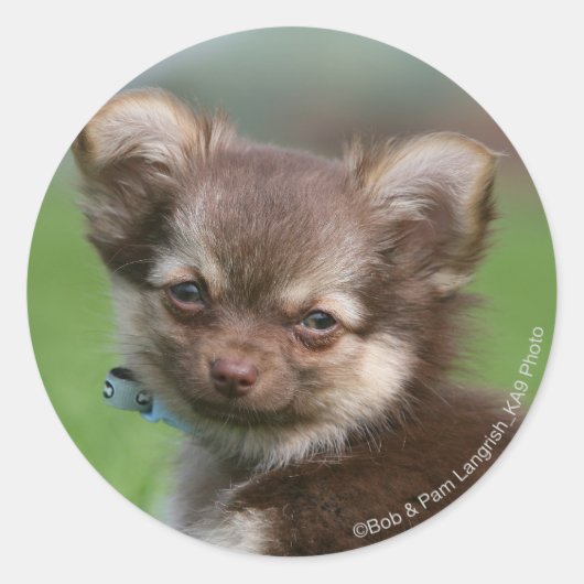 Longhaire Chihuahua Puppy die naar camera kijkt Ronde Sticker (Voorkant)