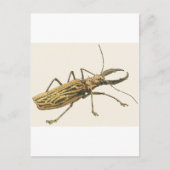 Longhorn Beetle Briefkaart (Voorkant)