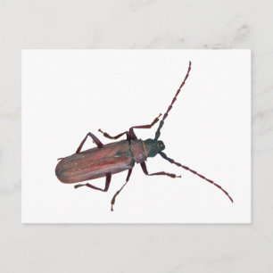 Longhorn Beetle Coördinerende punten Briefkaart