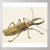 Longhorn Beetle Poster (Voorkant)