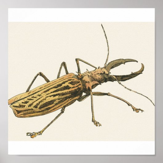 Longhorn Beetle Poster (Voorkant)