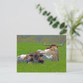 Longhorn Briefkaart (Staand voorkant)