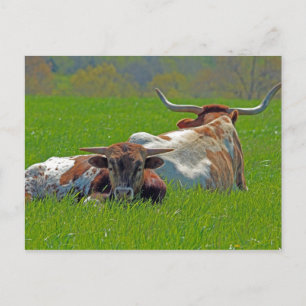 Longhorn Briefkaart