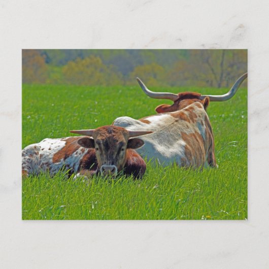 Longhorn Briefkaart (Voorkant)