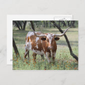 Longhorn Briefkaart (Voorkant / Achterkant)