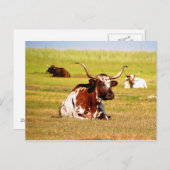 Longhorn Briefkaart (Voorkant / Achterkant)