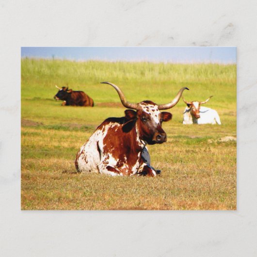 Longhorn Briefkaart (Voorkant)