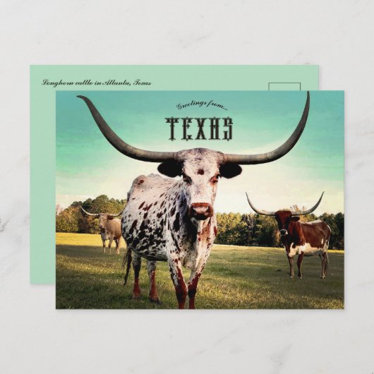 Longhorn Cattle in Atlanta, Texas Briefkaart (Voorkant / Achterkant)