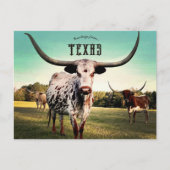 Longhorn Cattle in Atlanta, Texas Briefkaart (Voorkant)