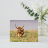 Longhorn debout dans une carte postale (Debout devant)