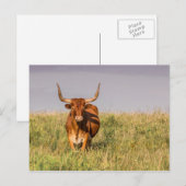 Longhorn debout dans une carte postale (Devant / Derrière)