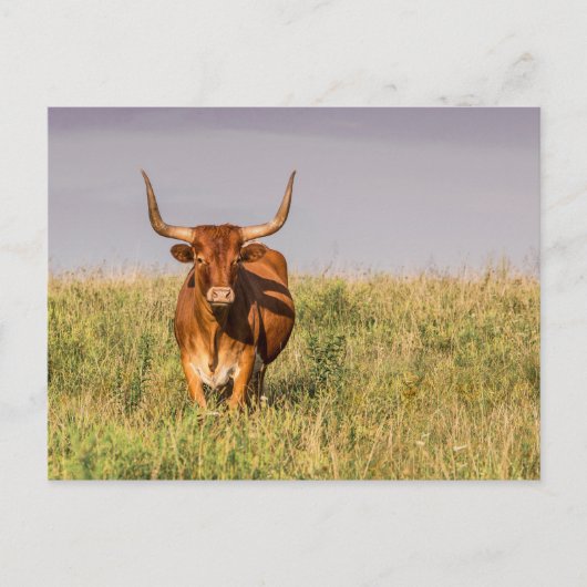 Longhorn debout dans une carte postale (Devant)