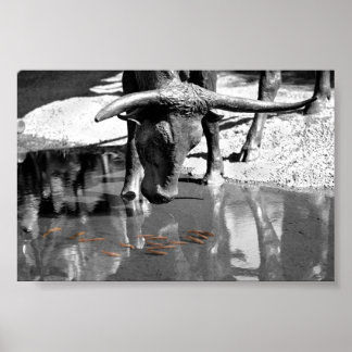 Longhorn en Goldfish Poster