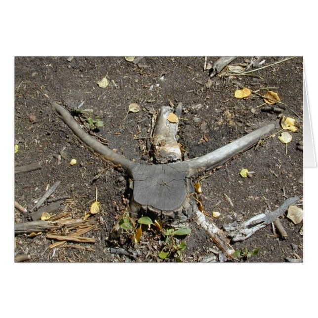 Longhorn Illusion kaart (Voorkant Horizontaal)