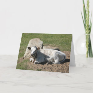 Longhorn Kalf Kaart - Blanco Notitiekaart