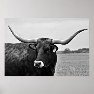 Longhorn Koe Fotografische Kunst Afdrukken Poster