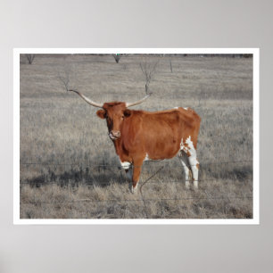 Longhorn Koe in pasta Poster