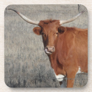 Longhorn Koe met haar neus Bier Onderzetter