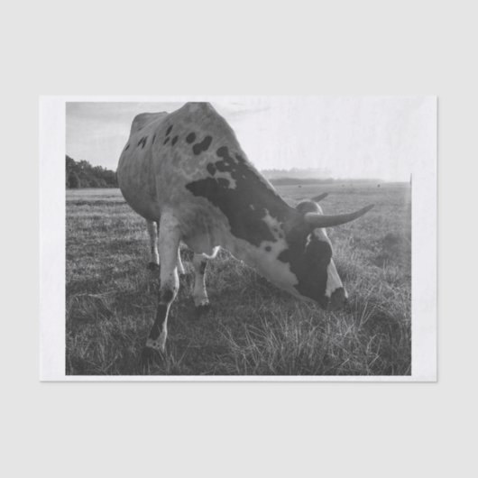 Longhorn Koe Zwart-wit Fotoprint Decoupage Tissuepapier (Voorkant)