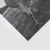 Longhorn Koe Zwart-wit Fotoprint Decoupage Tissuepapier (Detail)