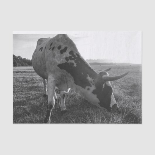 Longhorn Koe Zwart-wit Fotoprint Decoupage Tissuepapier (Voorkant)