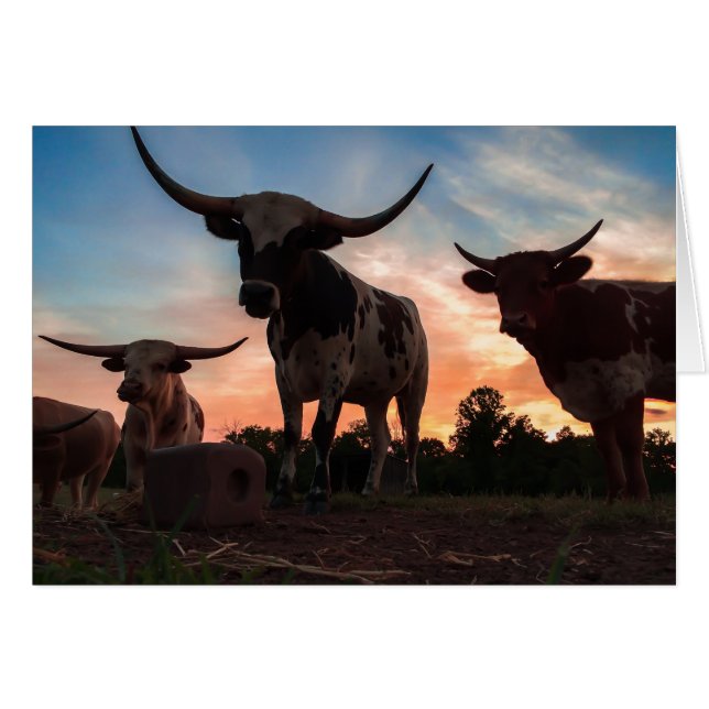 Longhorn Sunset (Voorkant Horizontaal)