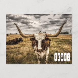 Longhorn Texas Ansichtkaart Briefkaart