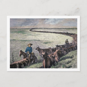 Longhorn, vee, van Texas naar Abilene, Kansa Briefkaart