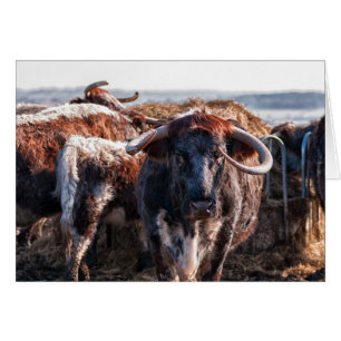 Longhorns anglais