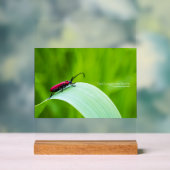 Longicorne rouge et fond vert (Neutre)