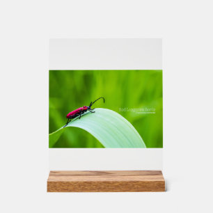 Longicorne rouge et fond vert
