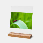 Longicorne rouge et fond vert (Angle)