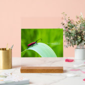 Longicorne rouge et fond vert (Mariage)