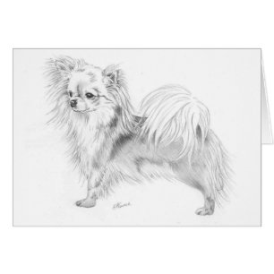 Longmantel chihuahua - staande