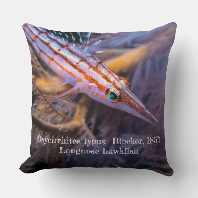 Longnose havikvis kussen (Voorkant)