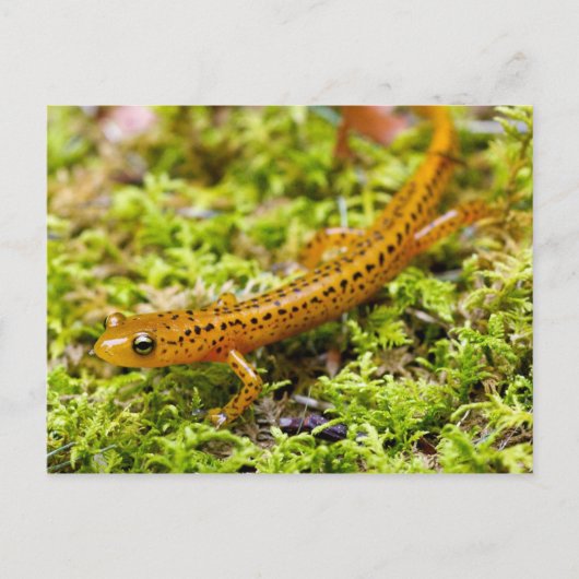 Longstaartsalamander Briefkaart (Voorkant)