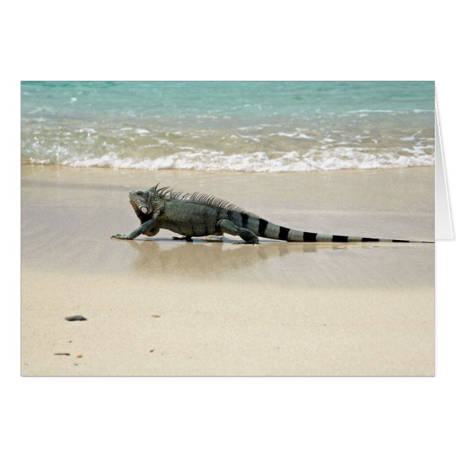 Longues promenades sur la plage (Devant horizontal)