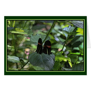 Longwing Patched