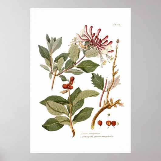Lonicera periclymenum (Honeysuckle) Poster (Voorkant)