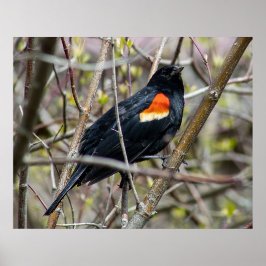 Looking Poster (Voorkant)