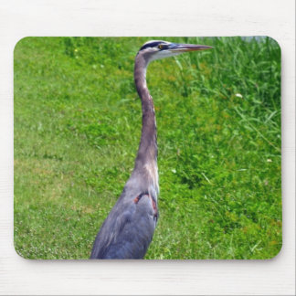 Lookout Bird Muismat