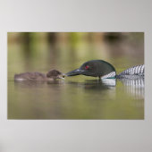 Loon Adult Feeds Chick Poster (Voorkant)