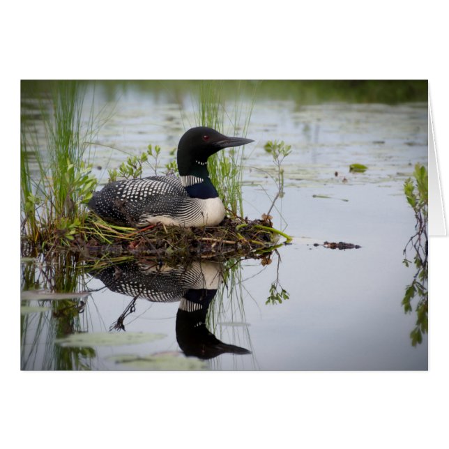 Loon op nest. (Voorkant Horizontaal)